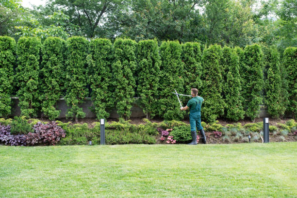 Best Lawn Renovation and Restoration  in Huron, SD